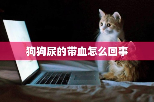 狗狗尿的帶血怎么回事