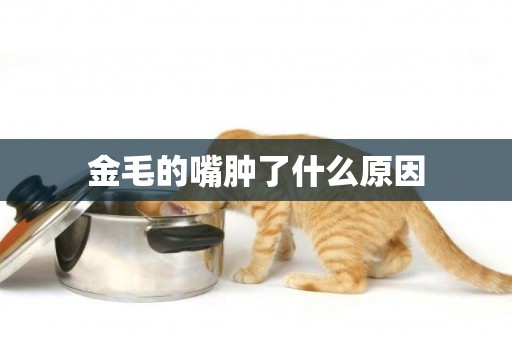 金毛的嘴腫了什么原因
