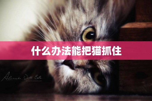 什么辦法能把貓抓住