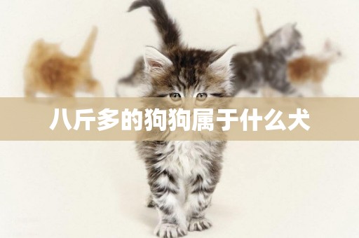 八斤多的狗狗屬于什么犬
