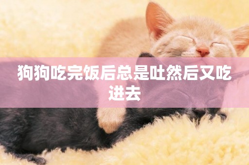 狗狗吃完飯后總是吐然后又吃進去