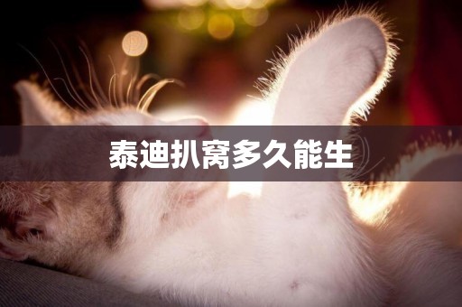 泰迪扒窩多久能生