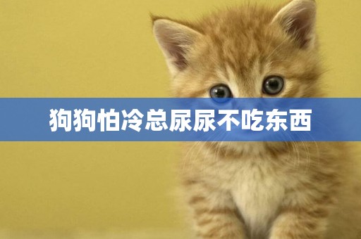 狗狗怕冷總尿尿不吃東西