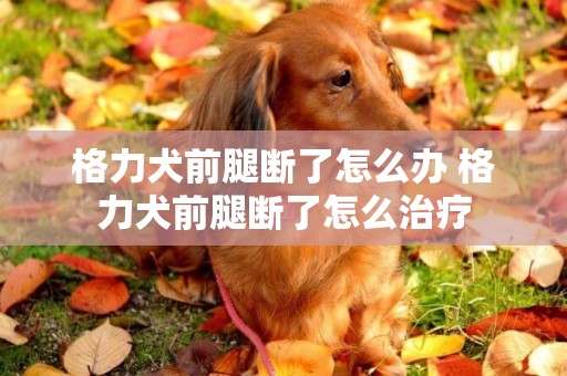 格力犬前腿斷了怎么辦 格力犬前腿斷了怎么治療