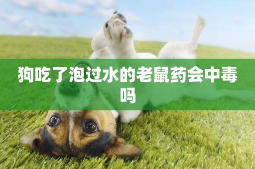 狗吃了泡過水的老鼠藥會中毒嗎