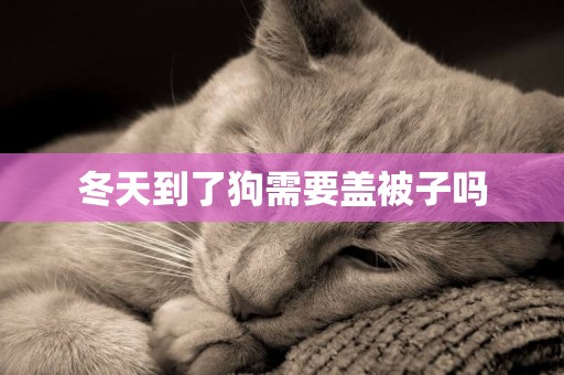 冬天到了狗需要蓋被子嗎