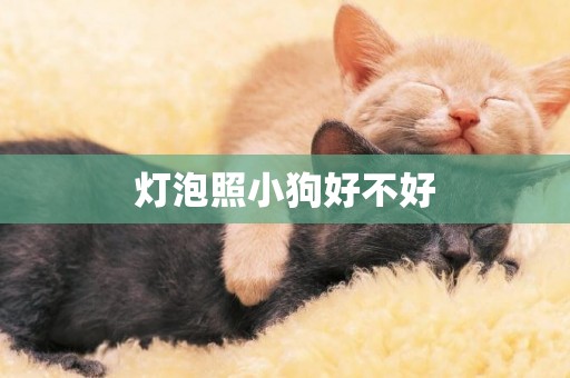 燈泡照小狗好不好