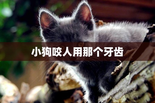小狗咬人用那個牙齒
