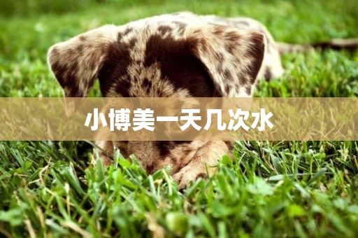 小博美一天幾次水