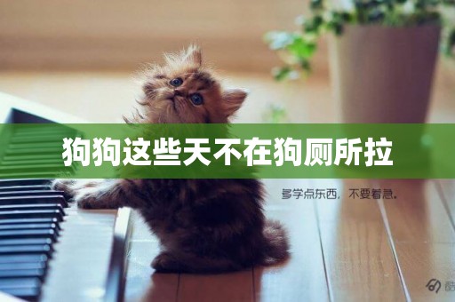 狗狗這些天不在狗廁所拉