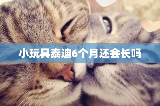 小玩具泰迪6個月還會長嗎