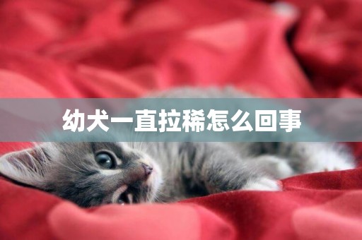 幼犬一直拉稀怎么回事