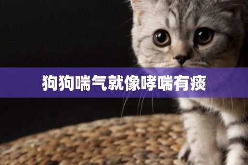 狗狗喘氣就像哮喘有痰