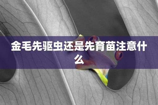 金毛先驅蟲還是先育苗注意什么