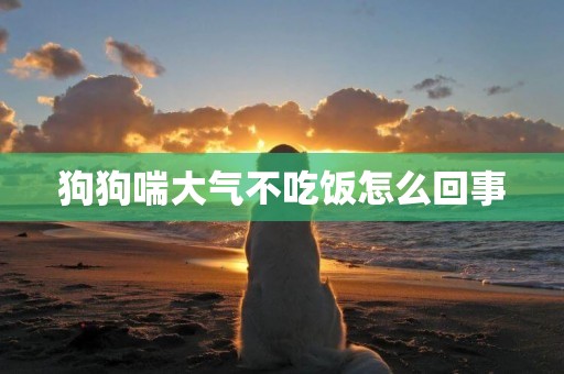 狗狗喘大氣不吃飯怎么回事
