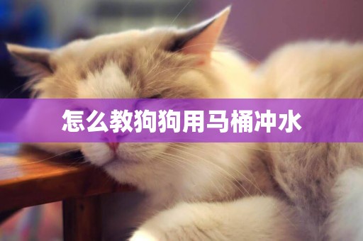 怎么教狗狗用馬桶沖水