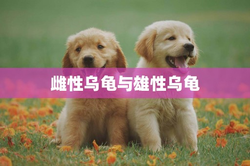 雌性烏龜與雄性烏龜