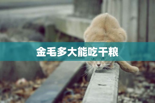 金毛多大能吃干糧