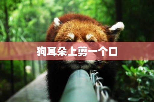 狗耳朵上剪一個口