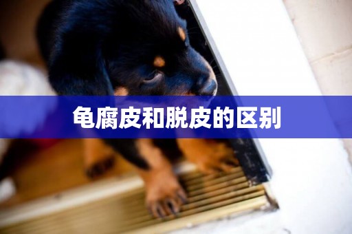 龜腐皮和脫皮的區別