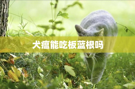 犬瘟能吃板藍根嗎