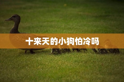 十來天的小狗怕冷嗎
