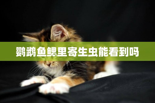 鸚鵡魚鰓里寄生蟲能看到嗎
