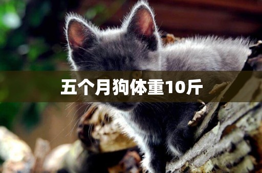 五個月狗體重10斤