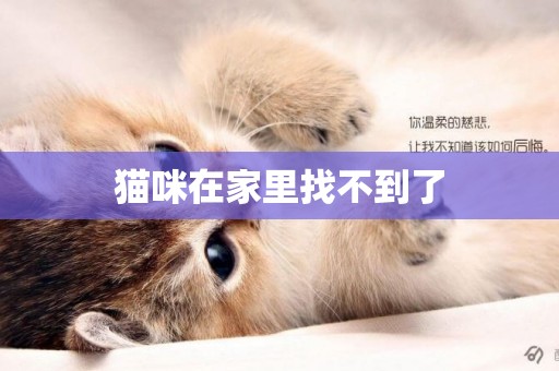 貓咪在家里找不到了