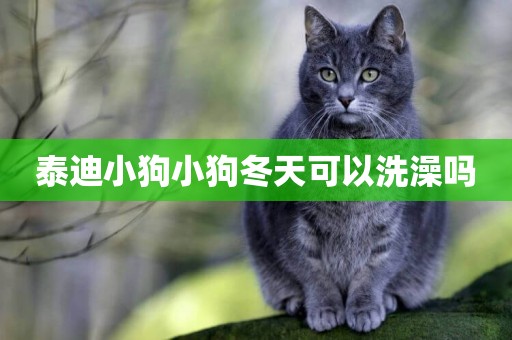 泰迪小狗小狗冬天可以洗澡嗎