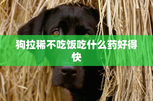 狗拉稀不吃飯吃什么藥好得快