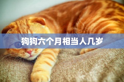 狗狗六個月相當人幾歲