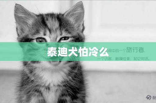 泰迪犬怕冷么