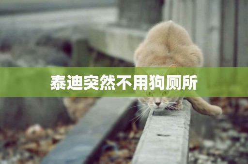 泰迪突然不用狗廁所