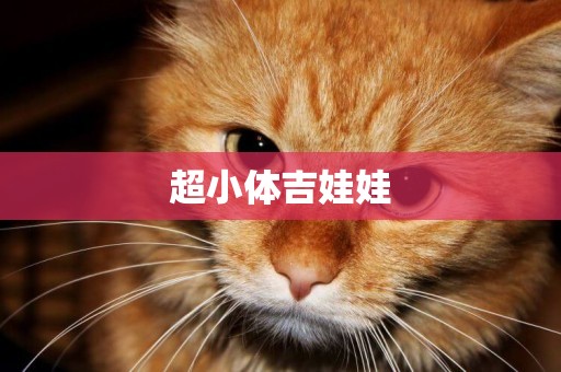 超小體吉娃娃