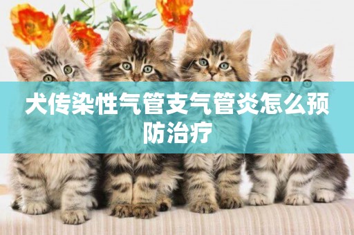犬傳染性氣管支氣管炎怎么預防治療