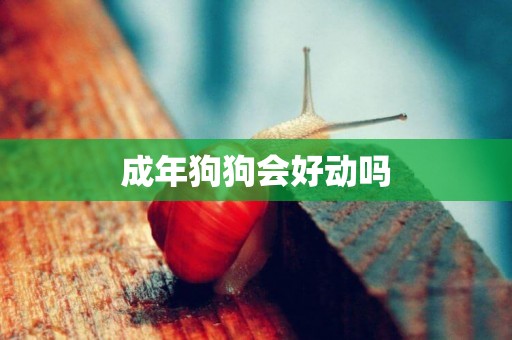 成年狗狗會好動嗎