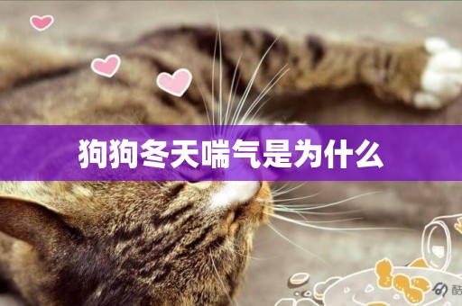 狗狗冬天喘氣是為什么