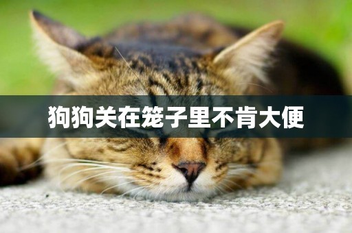 狗狗關在籠子里不肯大便