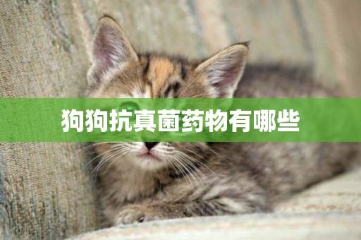 狗狗抗真菌藥物有哪些