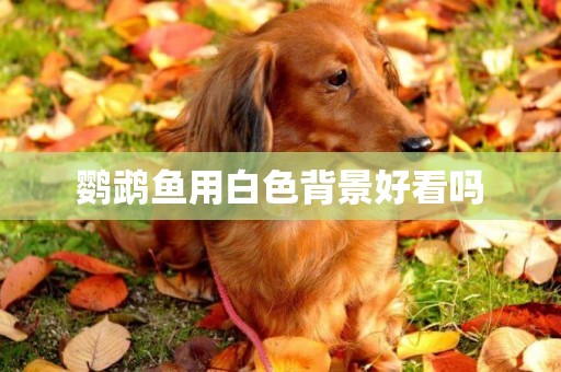鸚鵡魚用白色背景好看嗎