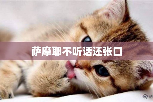 薩摩耶不聽話還張口