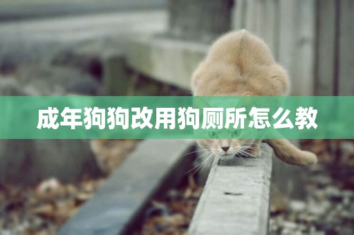 成年狗狗改用狗廁所怎么教