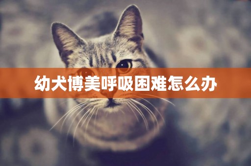 幼犬博美呼吸困難怎么辦