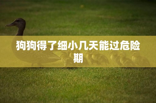 狗狗得了細小幾天能過危險期