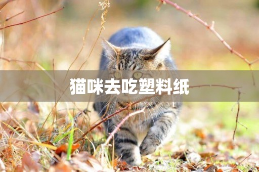 貓咪去吃塑料紙
