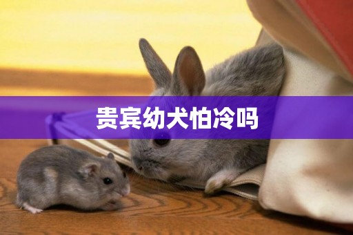 貴賓幼犬怕冷嗎