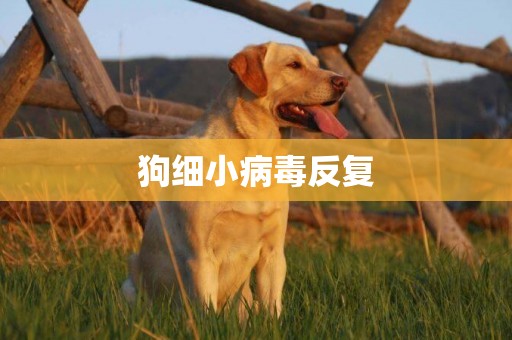 狗細小病毒反復