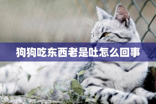 狗狗吃東西老是吐怎么回事