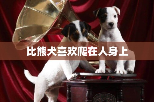 比熊犬喜歡爬在人身上